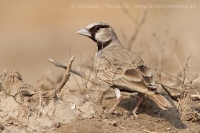 Škovránok škraboškový - Eremopterix griseus - Ashy-crowned Sparrow Lark