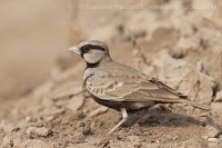 Škovránok škraboškový - Eremopterix griseus - Ashy-crowned Sparrow Lark