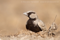 Škovránok škraboškový - Eremopterix griseus - Ashy-crowned Sparrow Lark
