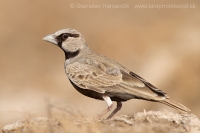 Škovránok škraboškový - Eremopterix griseus - Ashy-crowned Sparrow Lark