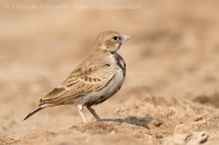 Škovránok škraboškový - Eremopterix griseus - Ashy-crowned Sparrow Lark