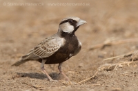 Škovránok škraboškový - Eremopterix griseus - Ashy-crowned Sparrow Lark