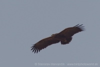 Orol hrubozobý - Aquila clanga - Greater Spotted Eagle