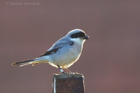 Strakoš kolesár - Lesser Grey Shrike