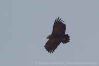 Orol hrubozobý - Aquila clanga - Greater Spotted Eagle