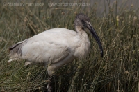 Ibis čiernohlavý - Threskiornis melanocephalus - Black- headed Ibis