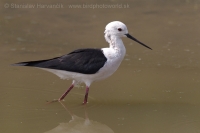 Šišila bocianovitá - Himantopus himantopus - Black-winget Stilt