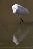 Beluša malá - Egretta garzetta - Little Egret