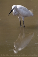Beluša malá - Egretta garzetta - Little Egret