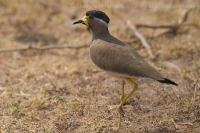 Cíbik uzdičkový - Vanellus malabaricus - Yellow-wattled Lapwing