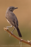 Skaliarik hnedý - Cercomela fusca - Brown Rock Chat