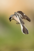Strakoš kolesár - Lesser Grey Shrike