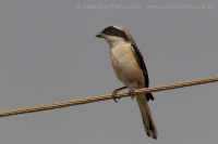 Strakoš vavrínový - Lanius vittatus - Bay-backed Shrike