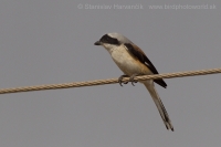 Strakoš vavrínový - Lanius vittatus - Bay-backed Shrike