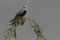 Luniak sivý - Elanus caeruleus - Black-winged Kite