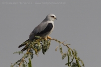 Luniak sivý - Elanus caeruleus - Black-winged Kite