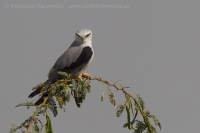 Luniak sivý - Elanus caeruleus - Black-winged Kite