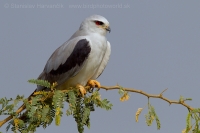 Luniak sivý - Elanus caeruleus - Black-winged Kite