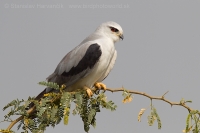 Luniak sivý - Elanus caeruleus - Black-winged Kite