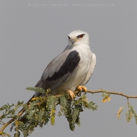 Luniak sivý - Elanus caeruleus - Black-winged Kite
