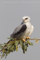 Luniak sivý - Elanus caeruleus - Black-winged Kite