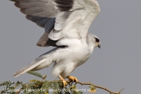 Luniak sivý - Elanus caeruleus - Black-winged Kite
