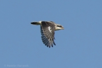 Strakoš kolesár - Lesser Grey Shrike