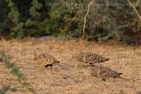 Stepiar tmavobruchý - Pterocles exustus - Chestnut-bellied Sandgrouse