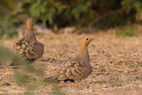 Stepiar tmavobruchý - Pterocles exustus - Chestnut-bellied Sandgrouse