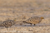 Stepiar tmavobruchý - Pterocles exustus - Chestnut-bellied Sandgrouse