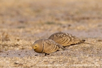 Stepiar tmavobruchý - Pterocles exustus - Chestnut-bellied Sandgrouse