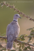 Hrdlička záhradná - Streptopelia decaocto - Eurasian Collared Dove