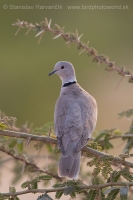 Hrdlička záhradná - Streptopelia decaocto - Eurasian Collared Dove