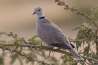 Hrdlička záhradná - Streptopelia decaocto - Eurasian Collared Dove