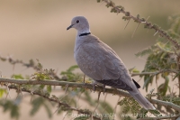 Hrdlička záhradná - Streptopelia decaocto - Eurasian Collared Dove