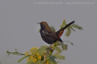 Šáma krovinová - Saxicoloides fulicatus -Indian Robin