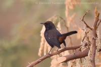 Šáma krovinová - Saxicoloides fulicatus -Indian Robin