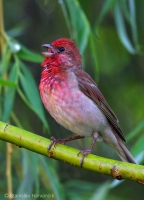 Červenák karmínový - Common Rosefinch