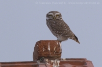Kuvik škvrnitý - Athene brama - Spotted Owled