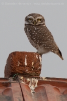 Kuvik škvrnitý - Athene brama - Spotted Owled