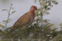 Hrdlička malá - Spilopelia senegalensis - Laughing Dove