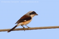Strakoš vavrínový - Lanius vittatus - Bay-backed-Shrike