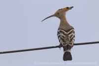 Dudok chochlatý - Upupa epops - Common Hoopoe
