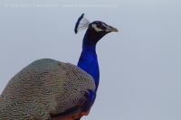 Páv korunkatý - Pavo cristatus - Indian Peafowl