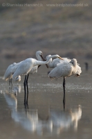 Beluša veľká - Egretta alba - Great Egret and Lyžičiar biely - Platalea leucorodia - Eurasian Spoonbill