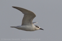 Rybárka krátkozobá - Gelochelidon nilotica - Gull-billed Tern