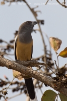 Strakaňa hájová - Dendrocitta vagabunda - Rufous Treepie