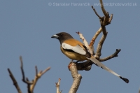 Strakaňa hájová - Dendrocitta vagabunda - Rufous Treepie