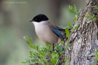 Straka modrá - Azure-winged Magpie