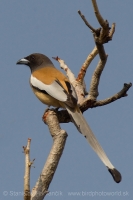 Strakaňa hájová - Dendrocitta vagabunda - Rufous Treepie